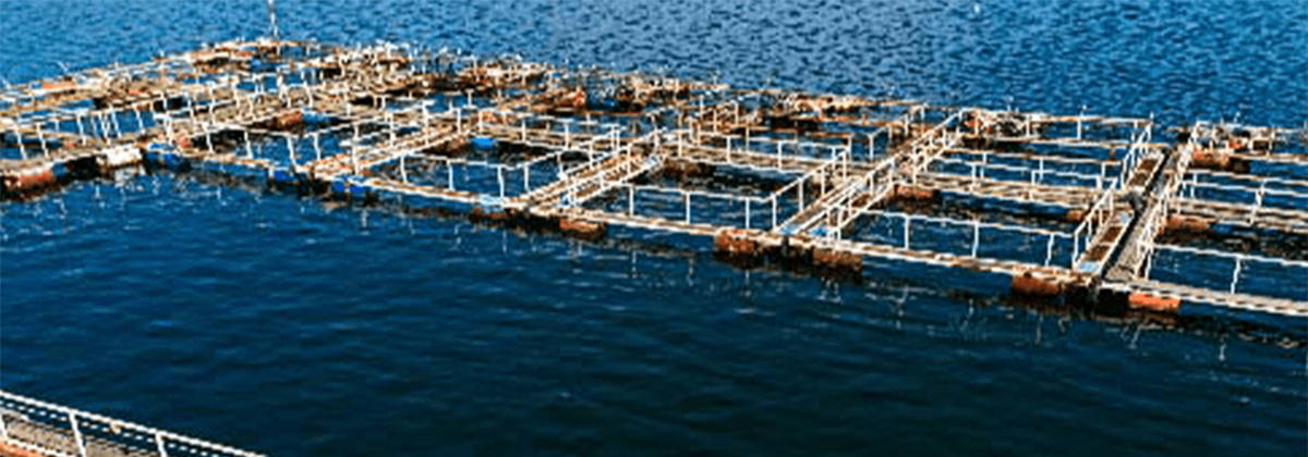 Perbedaan Tambak dan Keramba dalam Proses Budidaya Ikan!